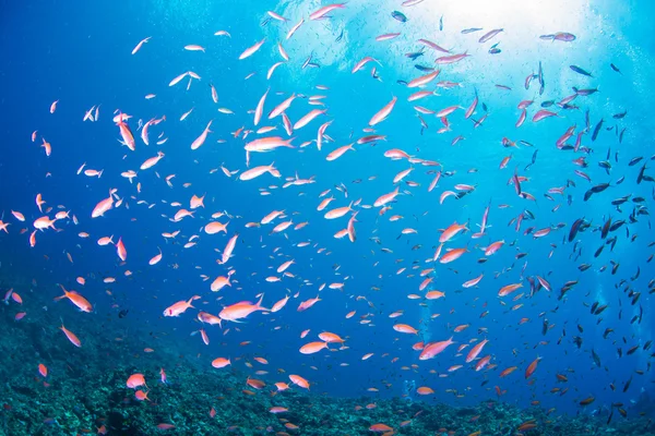 Φλόγα νεράιδα basslet — Φωτογραφία Αρχείου