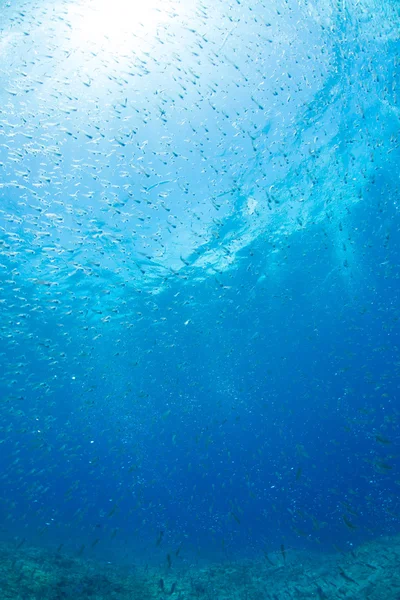 Juvenile Sardine and Bubble — Stock Photo, Image