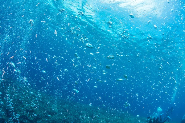 Juvenil sardin och dykarens bubbla — Stockfoto