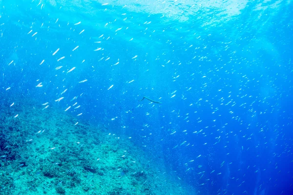 School of Luminous cardinalfish and diver's bubble — Stock Photo, Image