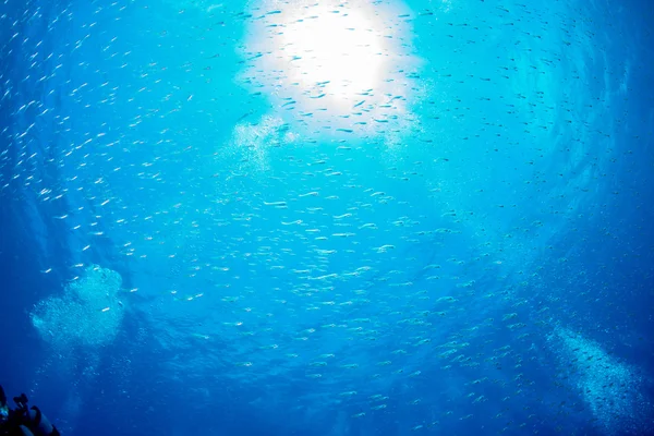 Cardinalfish iskola referenciatengelyében és búvár buborék — Stock Fotó