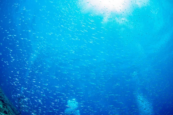 Cardinalfish iskola referenciatengelyében és búvár buborék — Stock Fotó