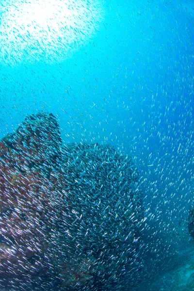 School van Luminous cardinalfish — Stockfoto