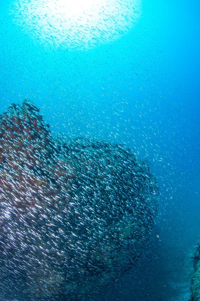 Σχολείο της φωτεινή cardinalfish — Φωτογραφία Αρχείου