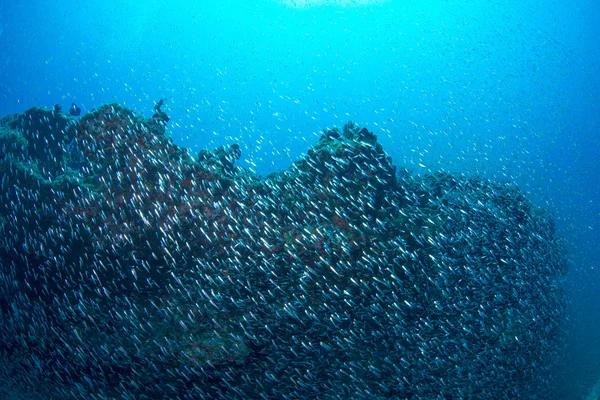 School van Luminous cardinalfish — Stockfoto