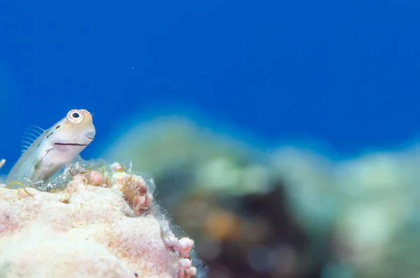 Yaeyama Blenny and blue background — Stock Photo, Image