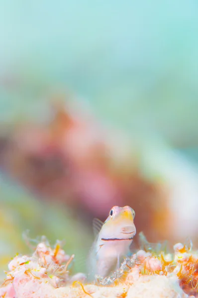 Yaeyama Blenny e fundo azul — Fotografia de Stock