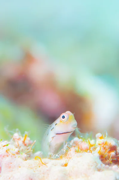 Yaeyama Blenny i niebieskie tło — Zdjęcie stockowe