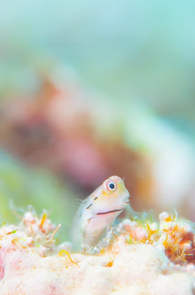 Yaeyama Blenny i niebieskie tło — Zdjęcie stockowe