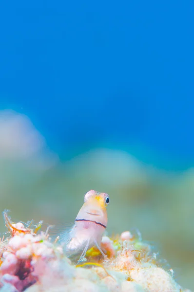 Yaeyama Blenny ve mavi arka plan — Stok fotoğraf