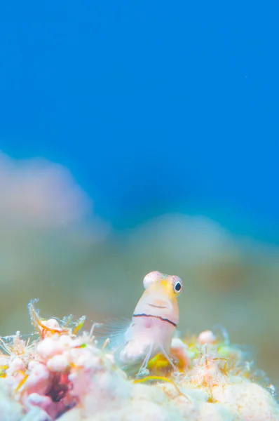 Yaeyama Blenny en blauwe achtergrond — Stockfoto