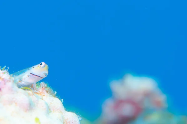 Yaeyama Blenny and Blue background — Stock Photo, Image