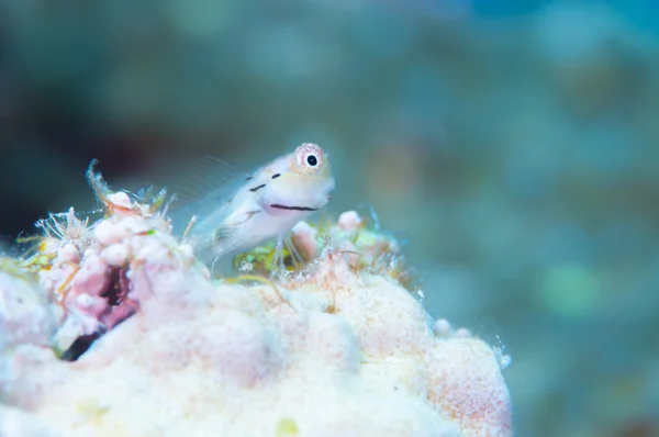 Yaeyama Blenny and Blue background — Stock Photo, Image