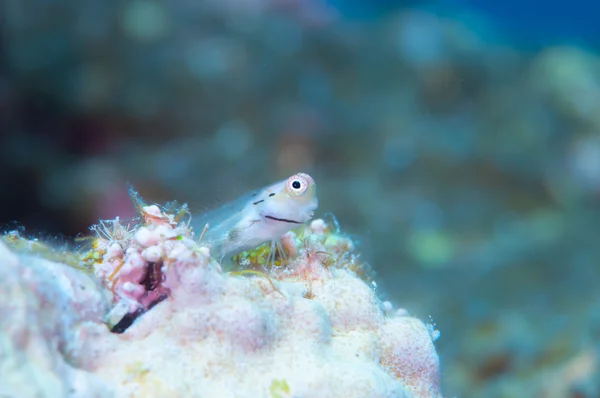 Yaeyama Blenny and Blue background — Stock Photo, Image