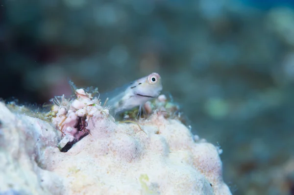 Yaeyama Blenny en blauwe achtergrond — Stockfoto