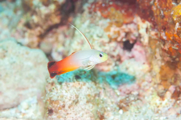 Fire goby the dirtfish — Stock Photo, Image