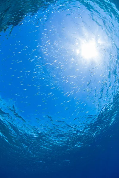 School voor jonge sardine — Stockfoto