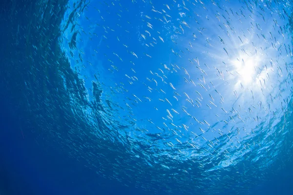 School of juvenile sardine — Stock Photo, Image