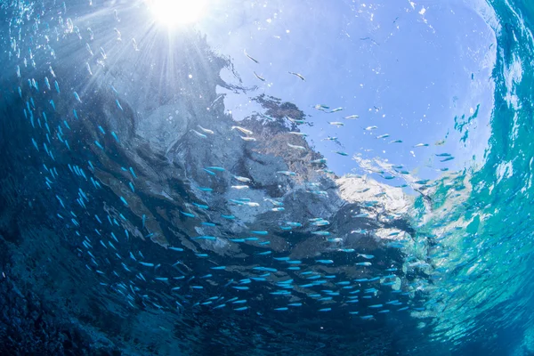Natation juvénile à la sardine — Photo
