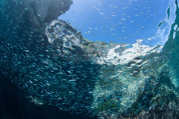 Juvenile sardine swimming — Stock Photo, Image