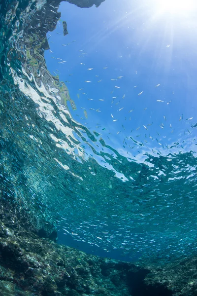 Natation juvénile à la sardine — Photo