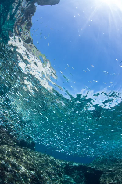 Natation juvénile à la sardine — Photo