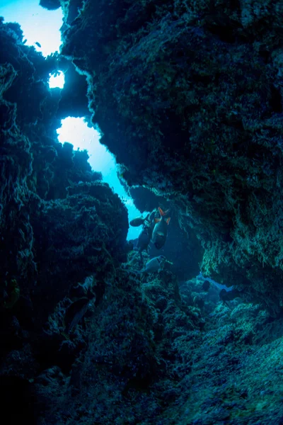 Plongée sous-marine — Photo