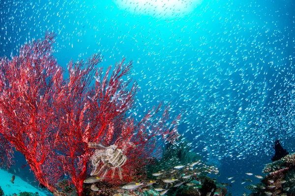 Cardenalfish luminoso y ventilador de mar — Foto de Stock