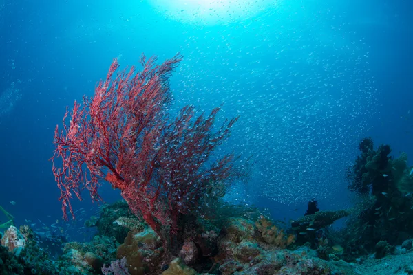 Cardenalfish luminoso y ventilador de mar — Foto de Stock