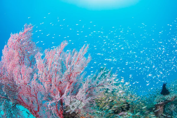 Světelný cardinalfish a moře fanoušků — Stock fotografie