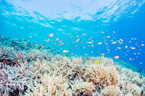 サンゴ礁で泳ぐ魚 — ストック写真