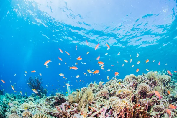Риби плавають в кораловому рифі — стокове фото