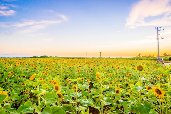 Sunflower field in dusk — Stock Photo, Image