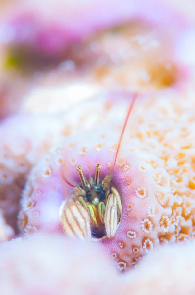 Hermitcrab karang di karang merah muda — Stok Foto