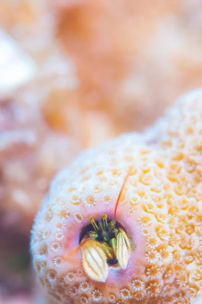 Ermitcrab coral no coral rosa — Fotografia de Stock