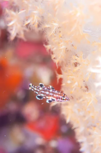 Juvenile Wrass with softcoral — Stock Photo, Image