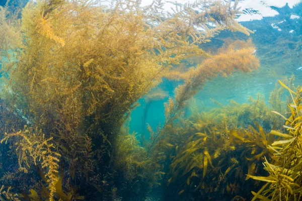 Floresta de algas marinhas — Fotografia de Stock