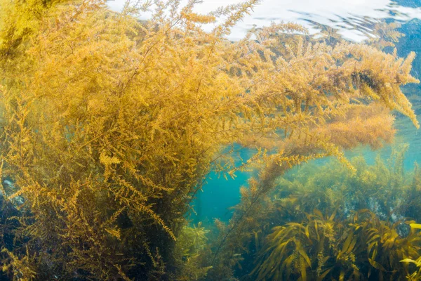 Foresta di alghe marine — Foto Stock