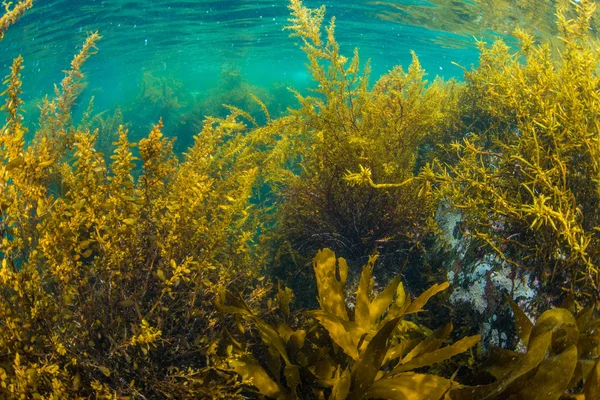 Foresta di alghe marine — Foto Stock