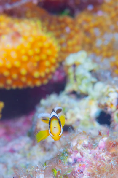 Anemonefish live in aneomone — Stock Photo, Image