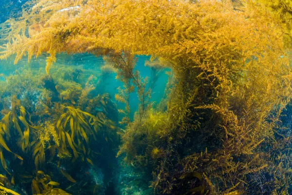 Ліс водоростей — стокове фото