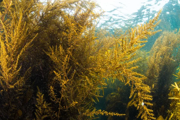 Морские водоросли — стоковое фото