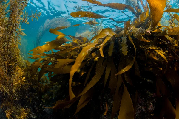 Foresta di alghe marine — Foto Stock