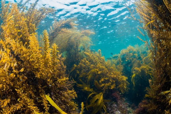 Les z mořských řas — Stock fotografie