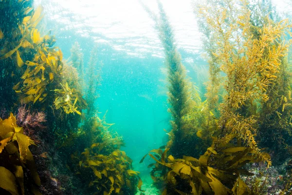 Foresta di alghe marine — Foto Stock