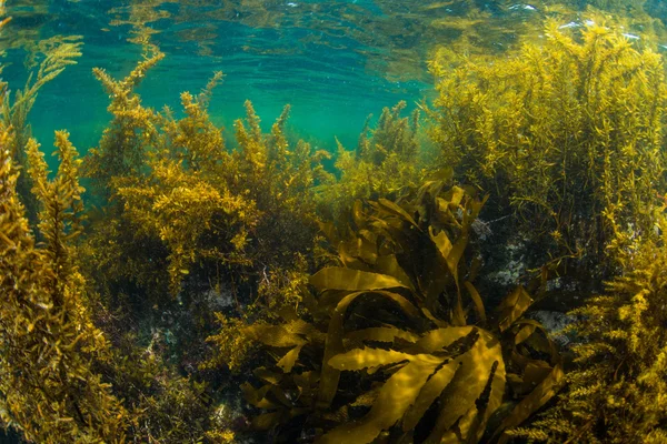 Foresta di alghe marine — Foto Stock