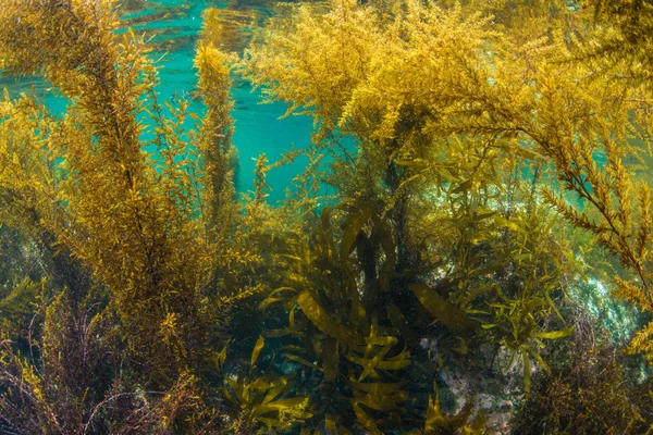 Ліс водоростей — стокове фото