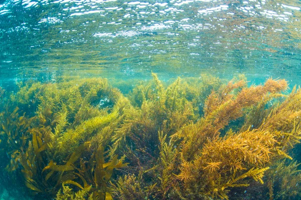 Foresta di alghe marine — Foto Stock