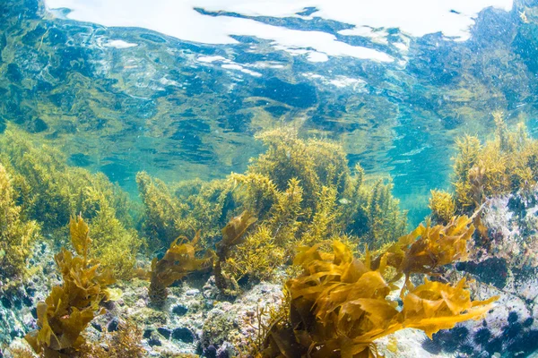 Foresta di alghe marine — Foto Stock