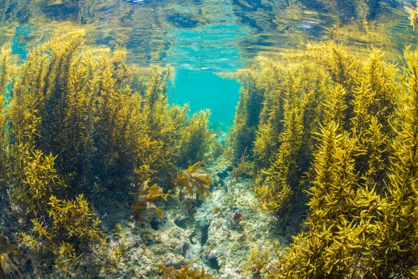 Foresta di alghe marine — Foto Stock